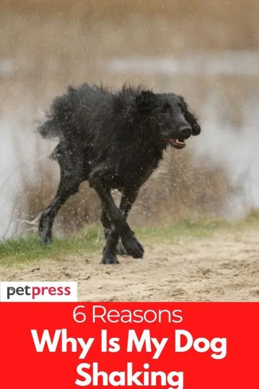 Why Is My Dog Shaking? 6 Common Causes For Dog's Shivers