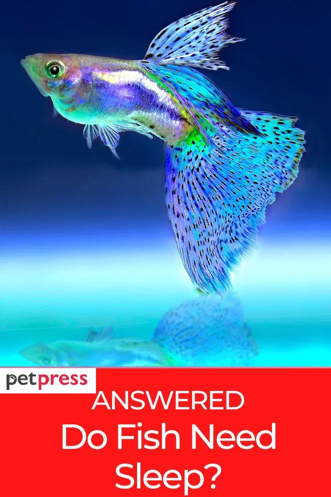 Answered Do Fish Need Sleep And Why It Is Important to Know