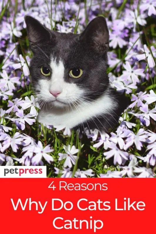 4 Common Reasons to Know Why Cats Like Catnip