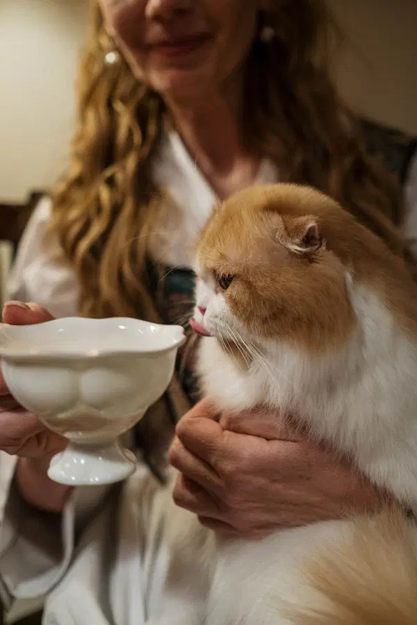 Why Do Cats Like Milk? The Effects of Cats Drinking Milk