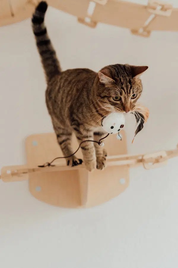 Why Do Cats Like Lasers? 3 Reasons Behind This Behavior