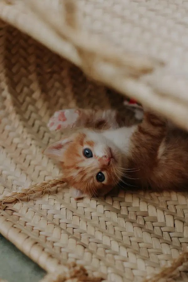7 Common Reasons & Meanings Behind Why Do Cats Roll Around
