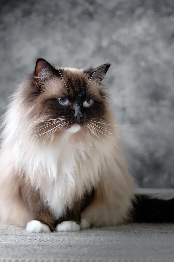 Explained Do Ragdoll Cats Shed? Tips to Keep Their Coat Healthy