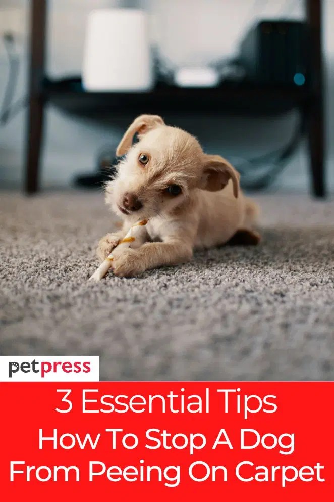 3 Essential Tips on How To Stop A Dog From Peeing On Carpet