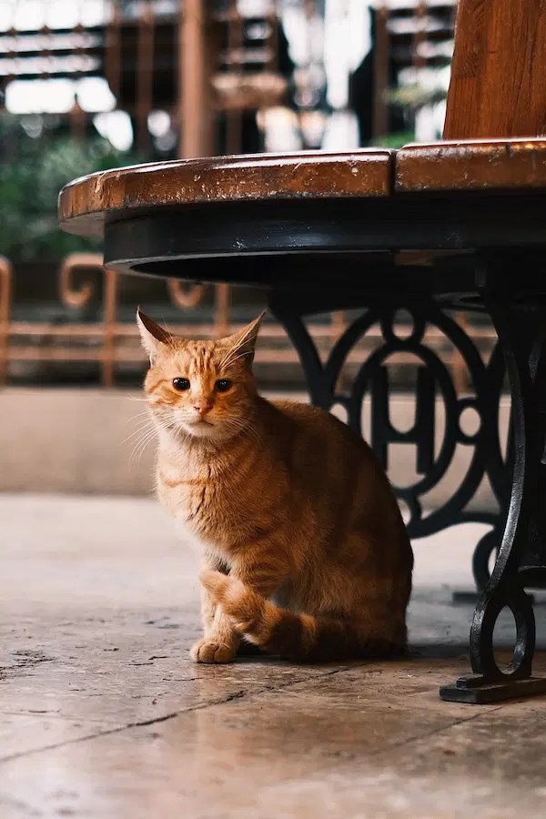 5 Tips on How To Keep Your Cat Calm During Fireworks