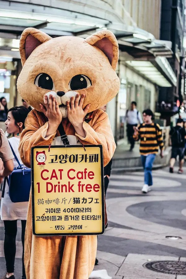 What are Cat Cafes? The Benefits of Spending Time in a Cat Cafe