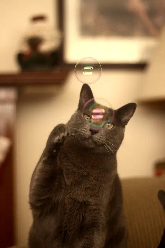 DIY Tips Step by Step on How To Make a Catnip Bubble