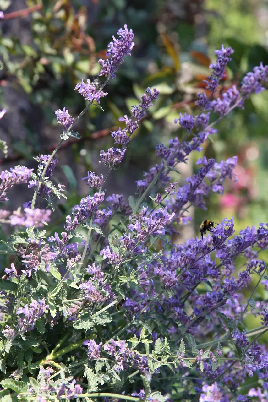 Safety Tips and Benefits 5 Reasons Why Do Cats Roll in Catnip