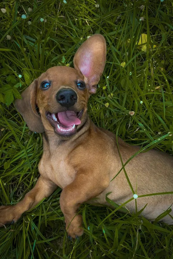 Does Catnip Work on Dogs? Potential Risks To Know