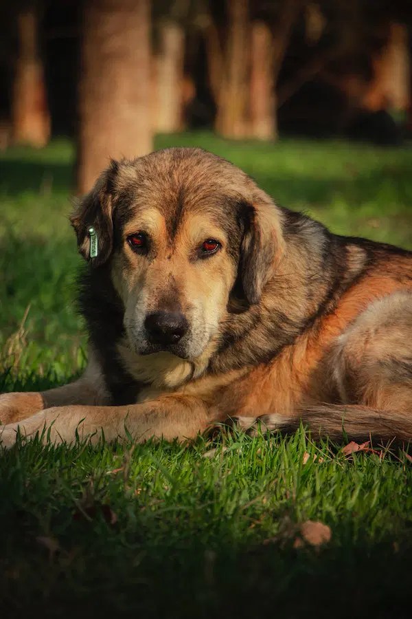 Dog's Health 7 Common Reasons Why Is My Dog Gagging