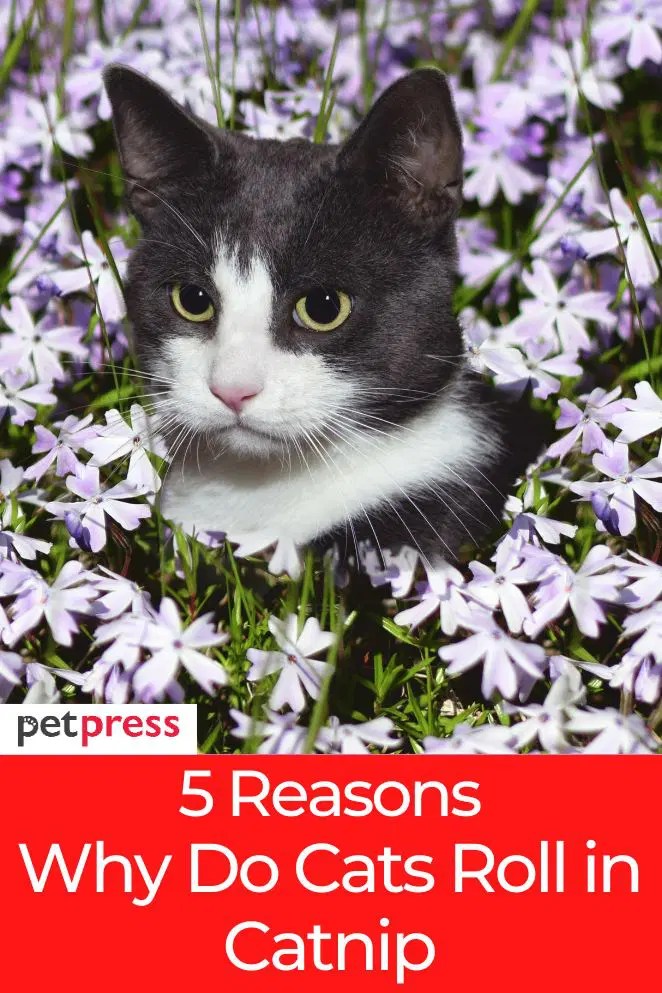 Safety Tips and Benefits 5 Reasons Why Do Cats Roll in Catnip
