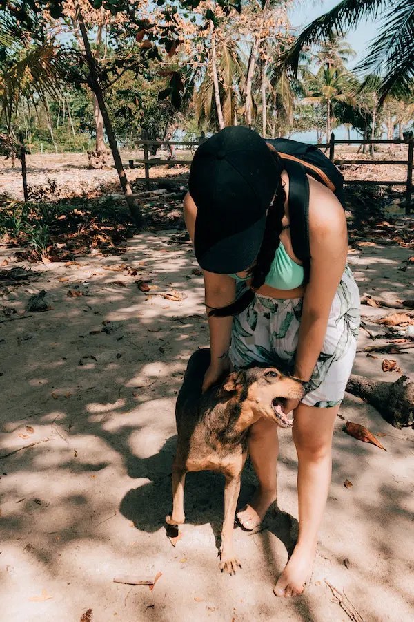 How To Use Pet Wipes on Your Dog A StepbyStep Guide