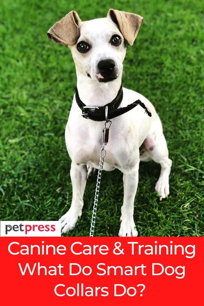 Canine Care and Training What Do Smart Dog Collars Do?