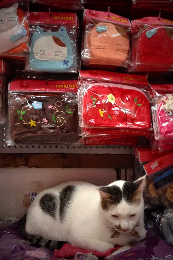 A Guide to Smart Litterboxes What Does a Smart Litterbox Do?