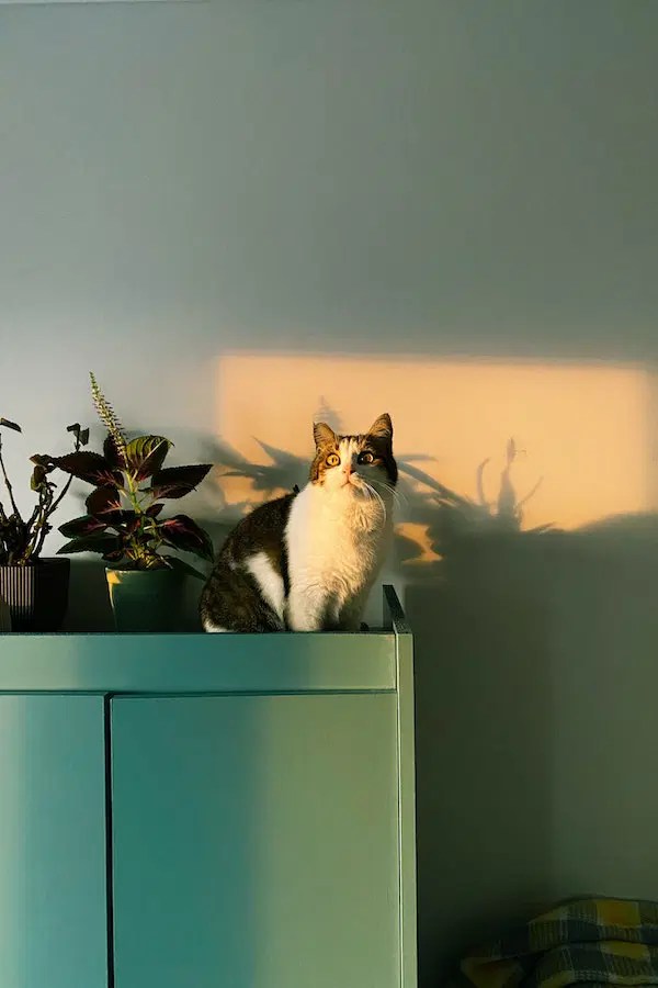 Are Cat DNA Tests Worth It? A Comprehensive Guide