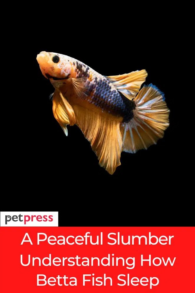 A Peaceful Slumber Understanding How Do Betta Fish Sleep