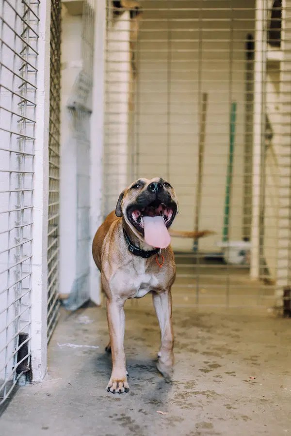 What Is a Bait Dog? Understanding the Cruel Practice