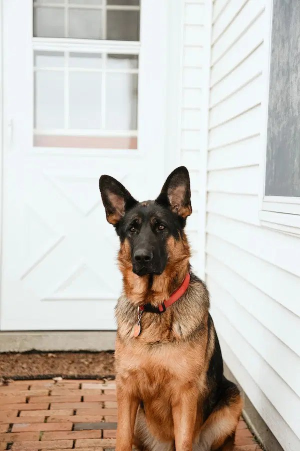 Comprehensive Guide Step by Step on Training a Guard Dog