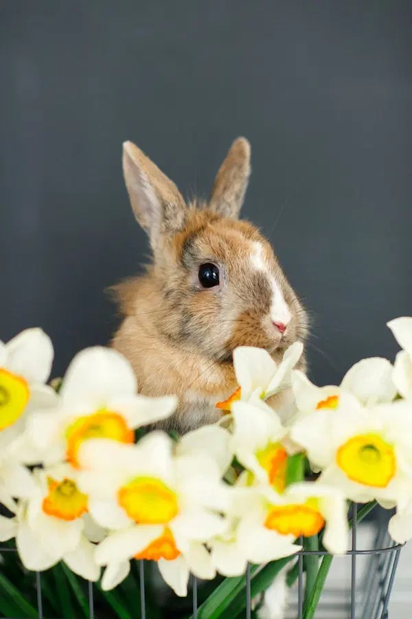 A Comprehensive Guide The Best Rabbit Breeds for Pets