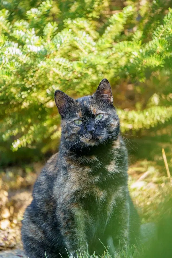 What is a Tortoiseshell Cat? Everything About Tortoiseshell Cats