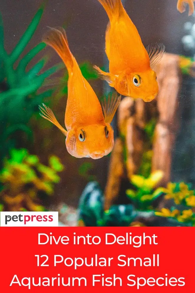 Dive into Delight 12 Popular Small Aquarium Fish Species