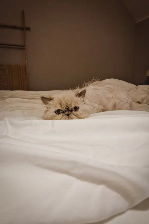 Feline Majesty 14 Top Cat Breeds from Asia