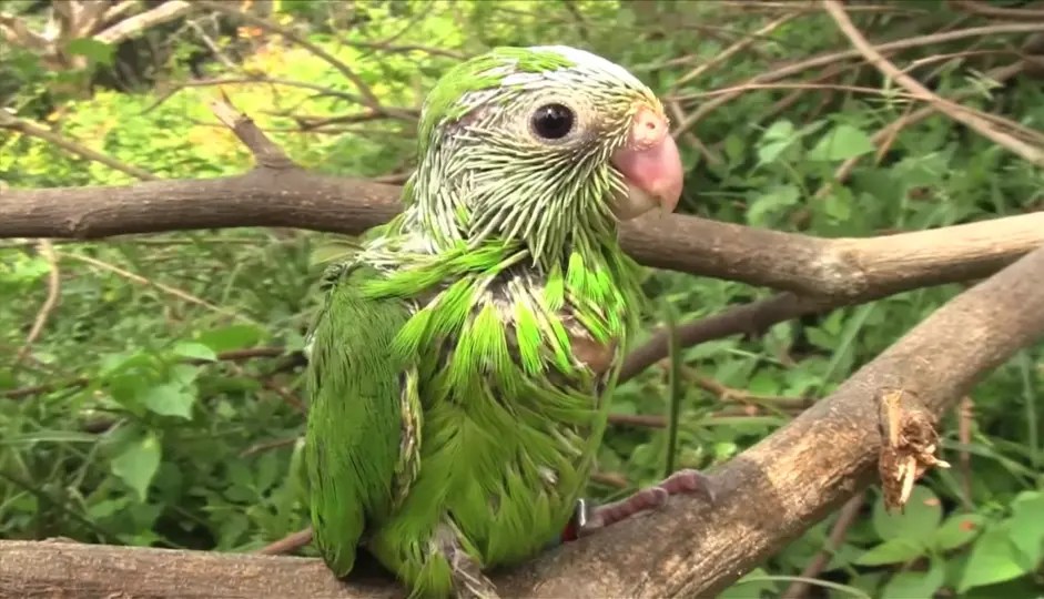 Parrot Names 500+ Best Names in Different Categories