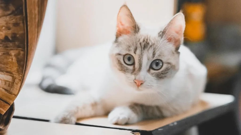 All About Pets Cats & Kittens, Dogs, Peafowls