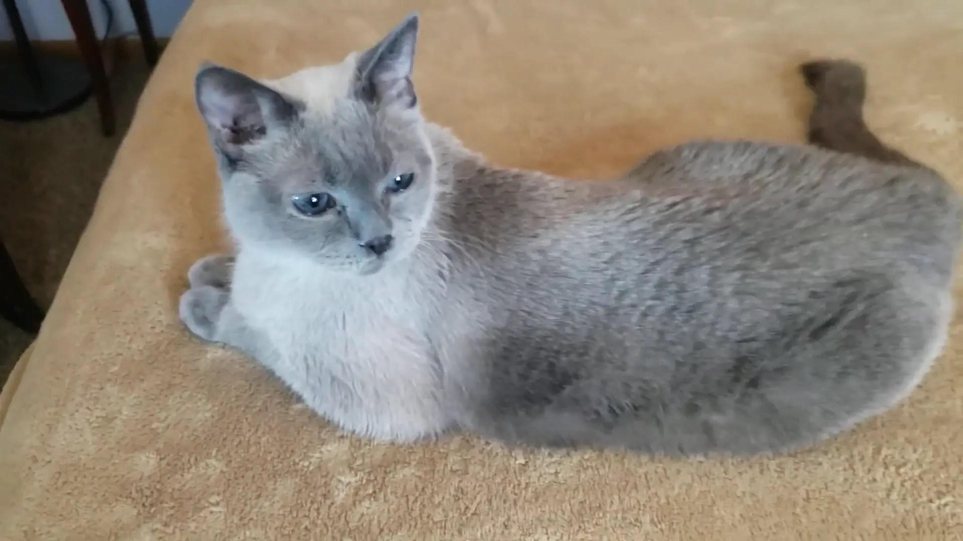 Blue Point Siamese A Complete Guide with Interesting Facts [2024]