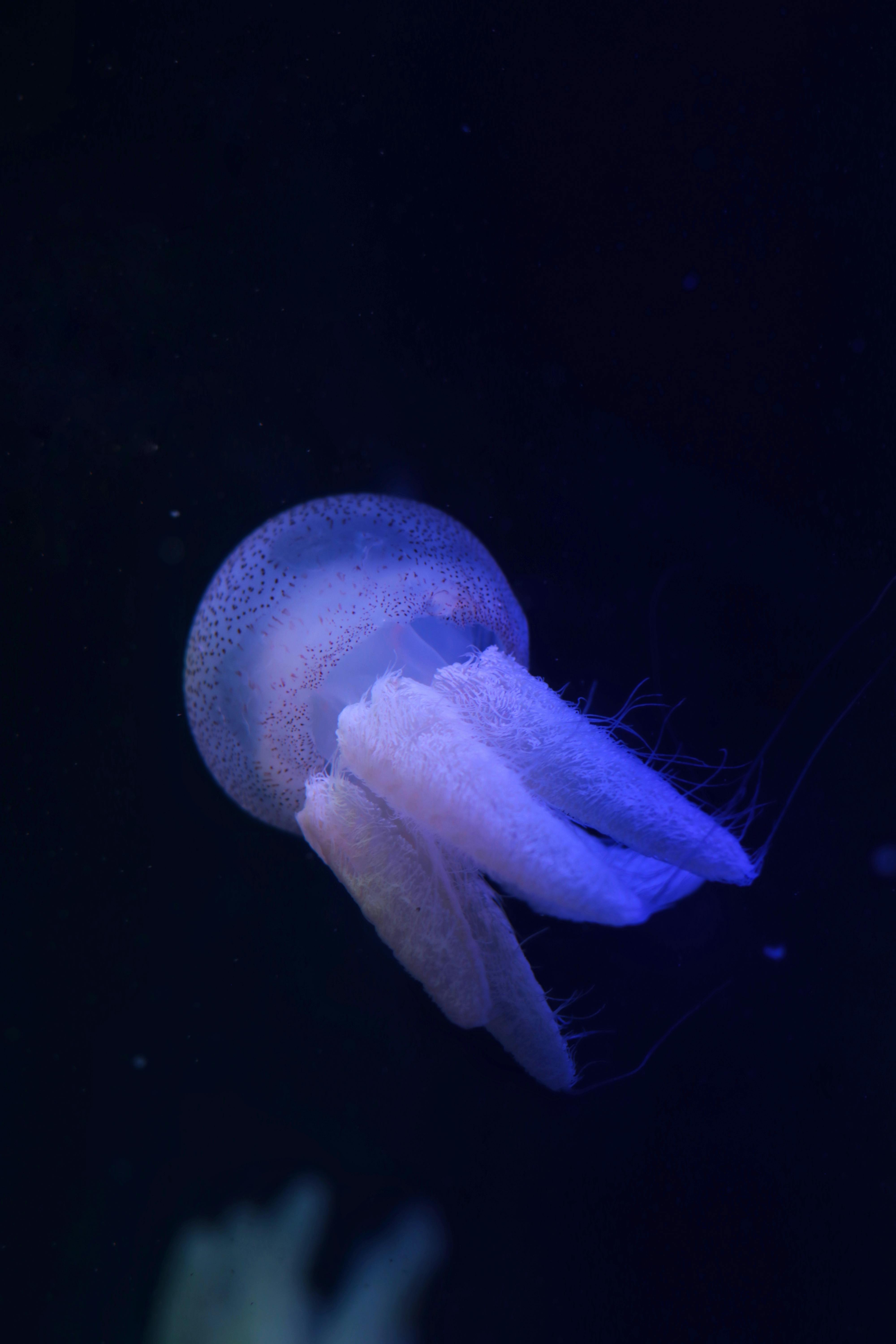 How do jellyfish breed? answeringeverything/