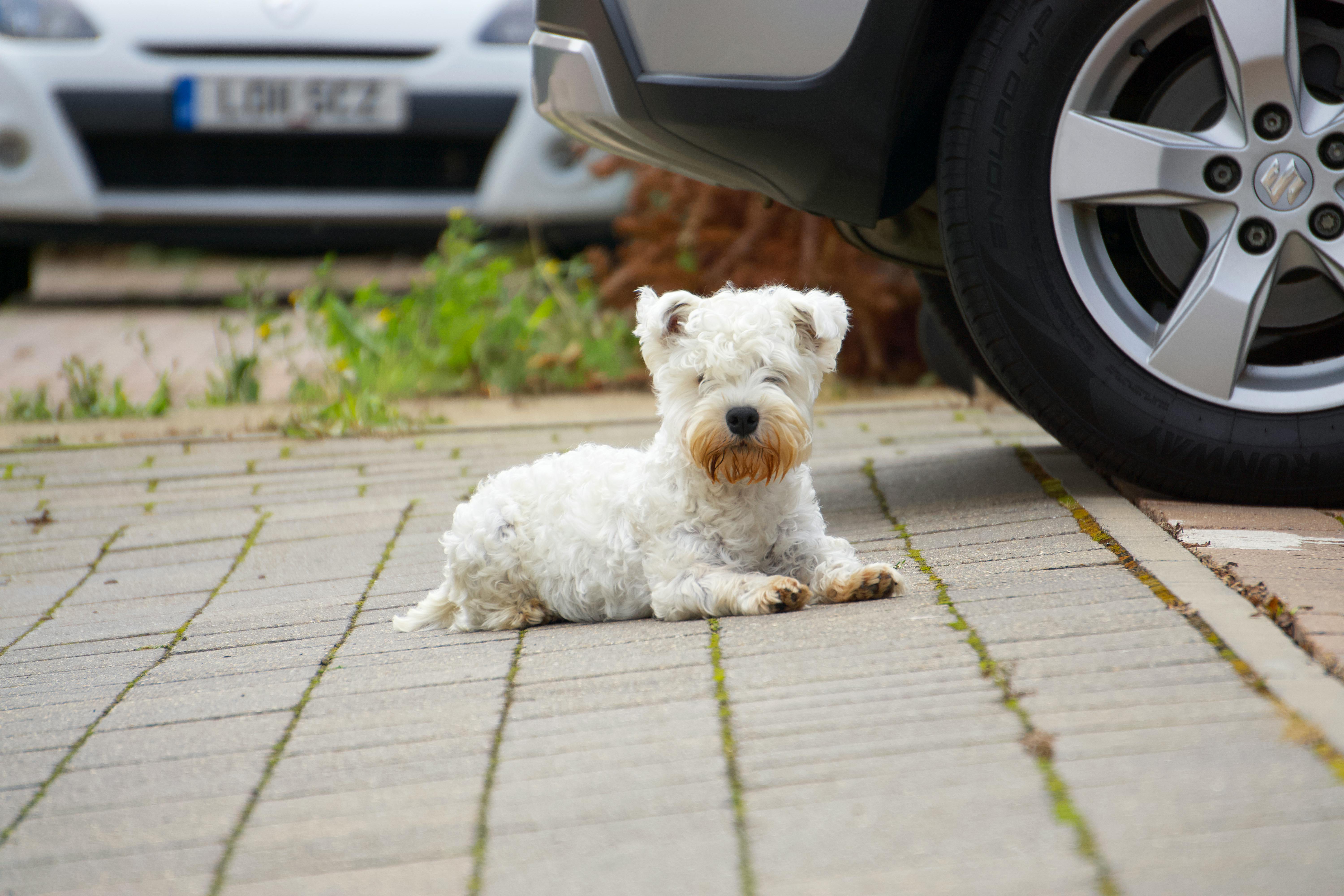 White Long Coat Small Dog on Grey Concrete Pavement · Free Stock Photo