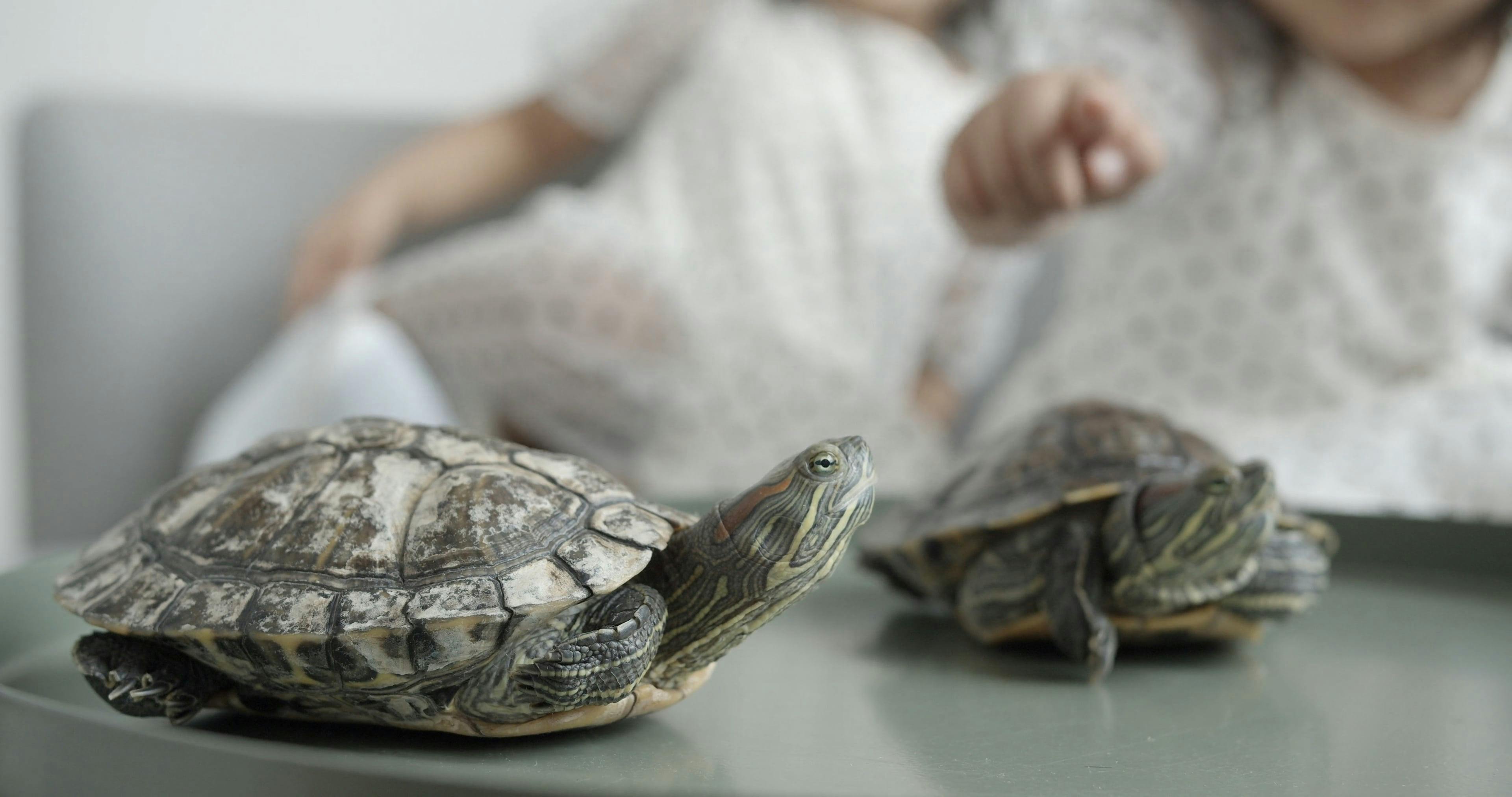 Toddlers Playing With Turtles Free Stock Video Footage, RoyaltyFree 4K