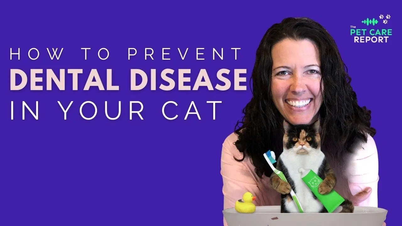 Cat Dental Disease Prevention The Pet Care Report Podcast By Pet