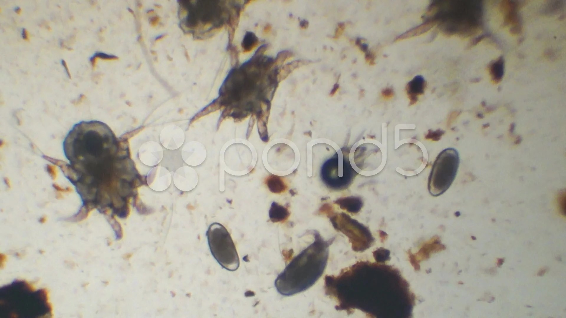 Ear Mite Eggs