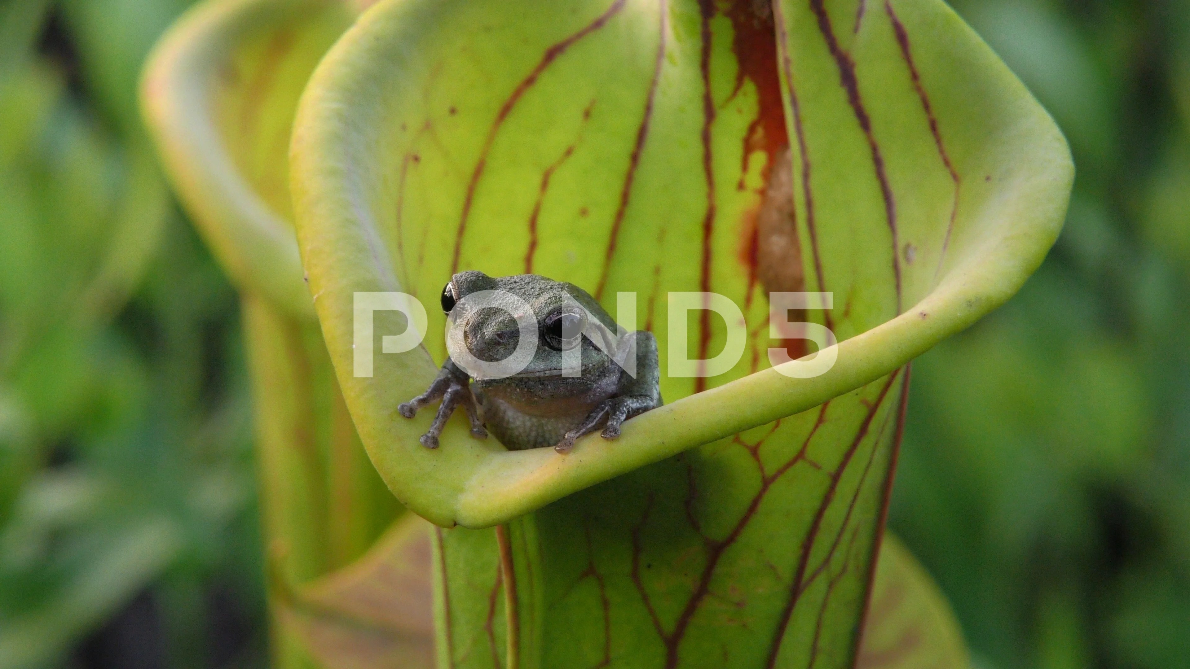 Pitcher Plant Eating Frog