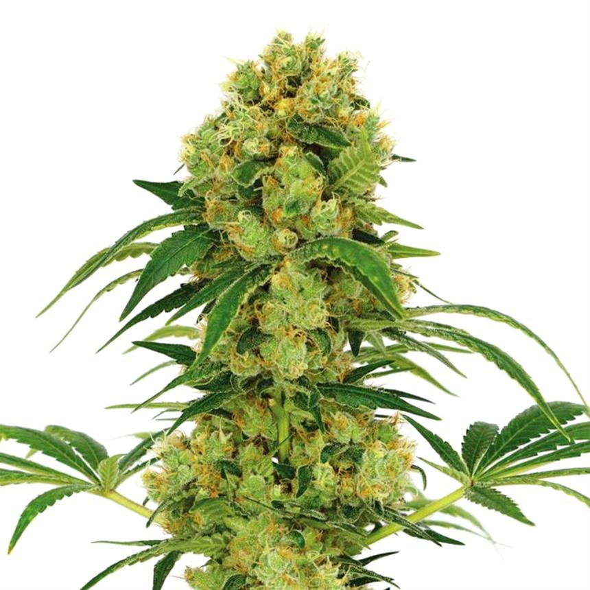 Big Amnesia autoflowering feminized seeds by Weedseedsexpress