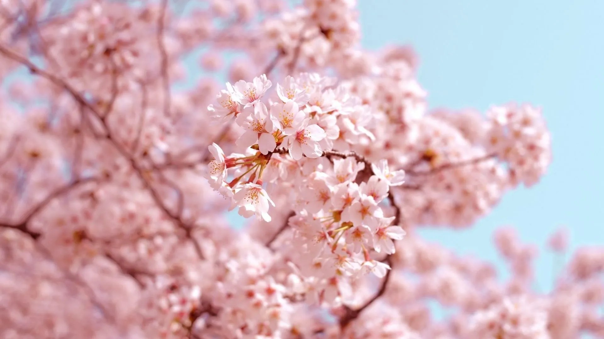 50 of the most beautiful flowers in the world to know about