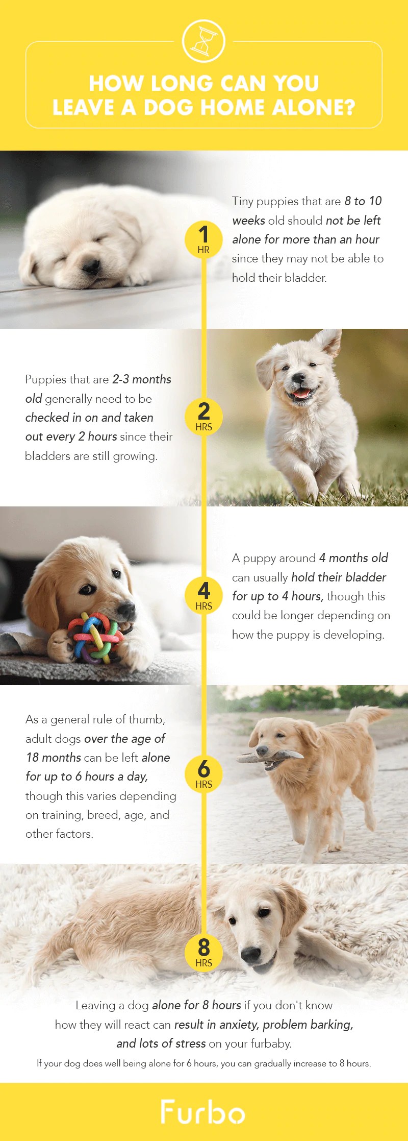 How Long Can You Leave a Dog Overnight? Expert Guidelines Paws Puppy