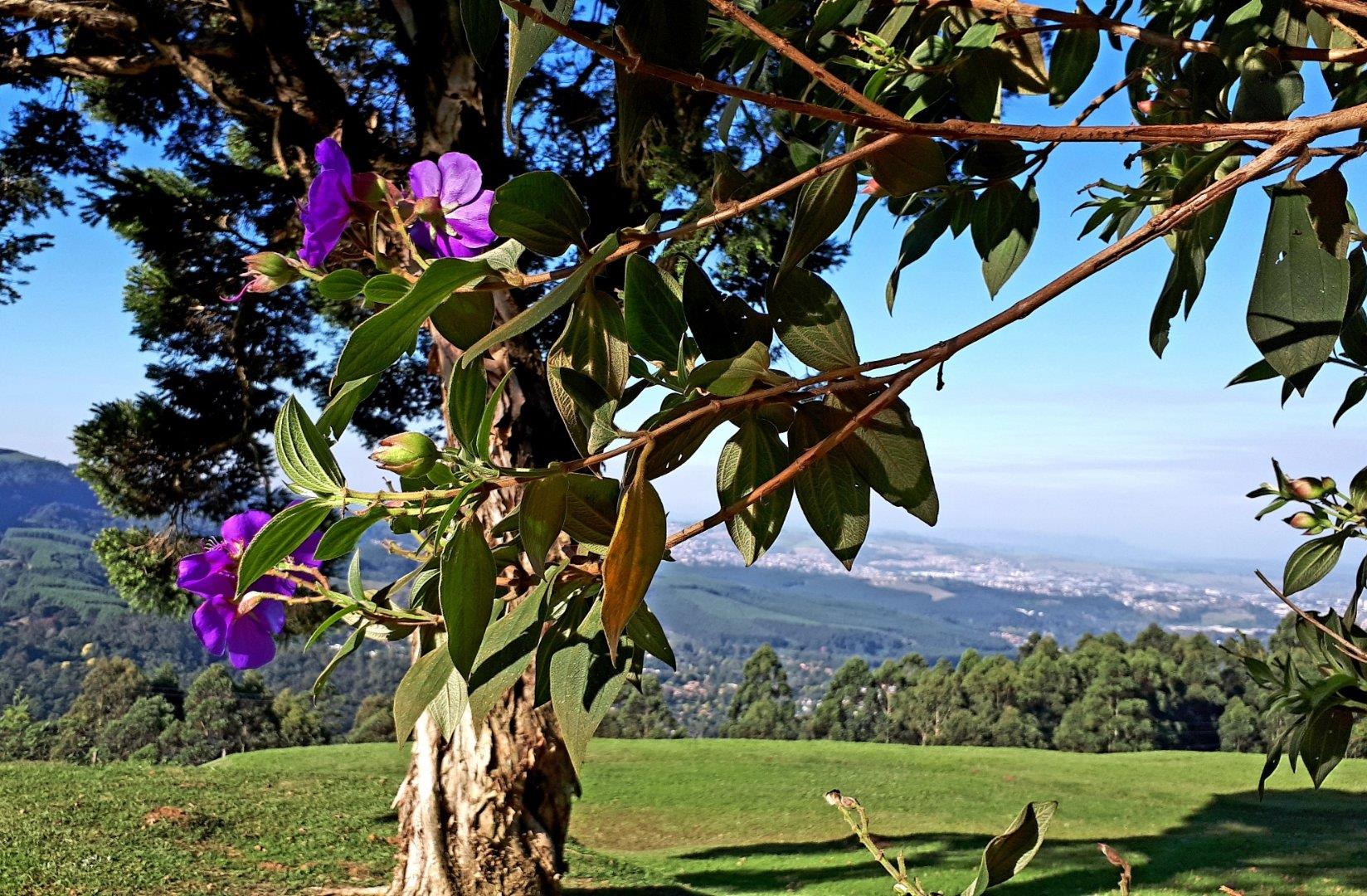 Vacant land / plot for sale in Hilton Central 288 Old Howick Road