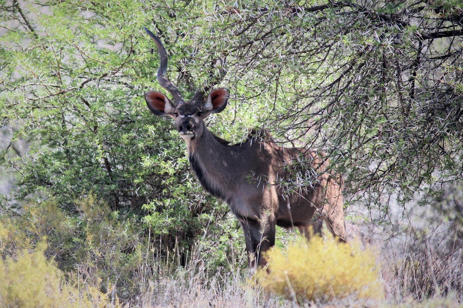 Farms for sale in Prince Albert Prince Albert Property