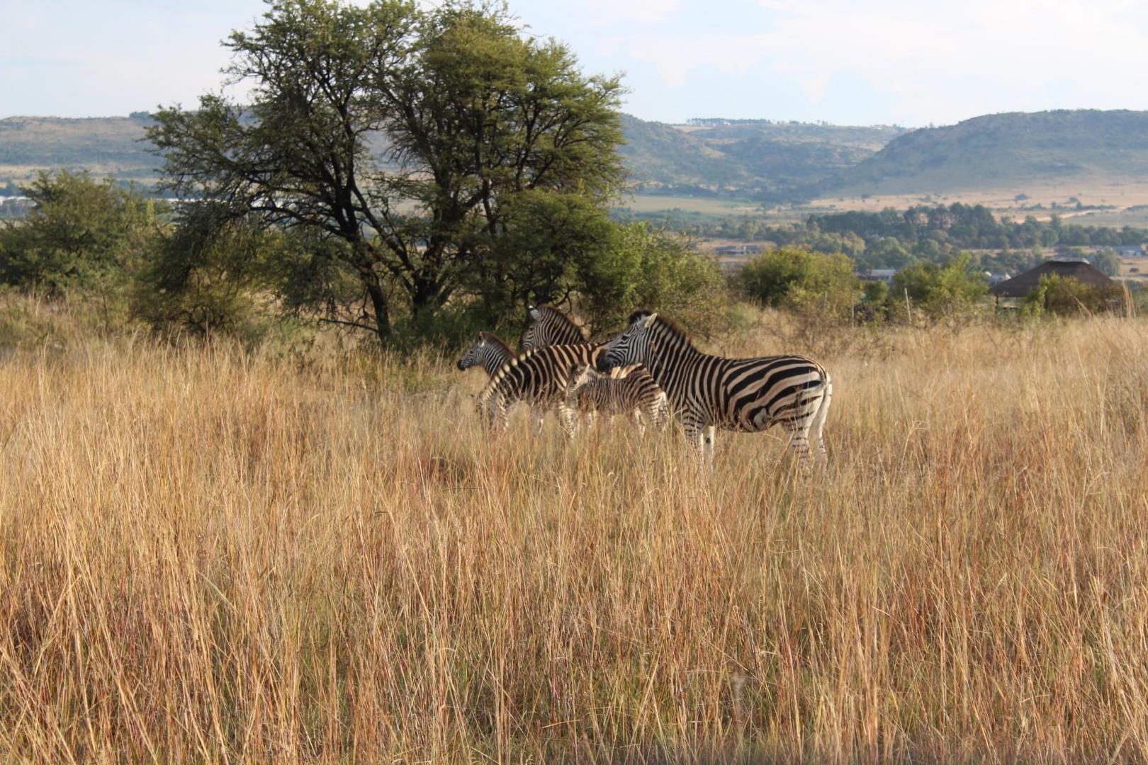 Vacant land / plot for sale in Letamo Game Farm Letamo Game Farm