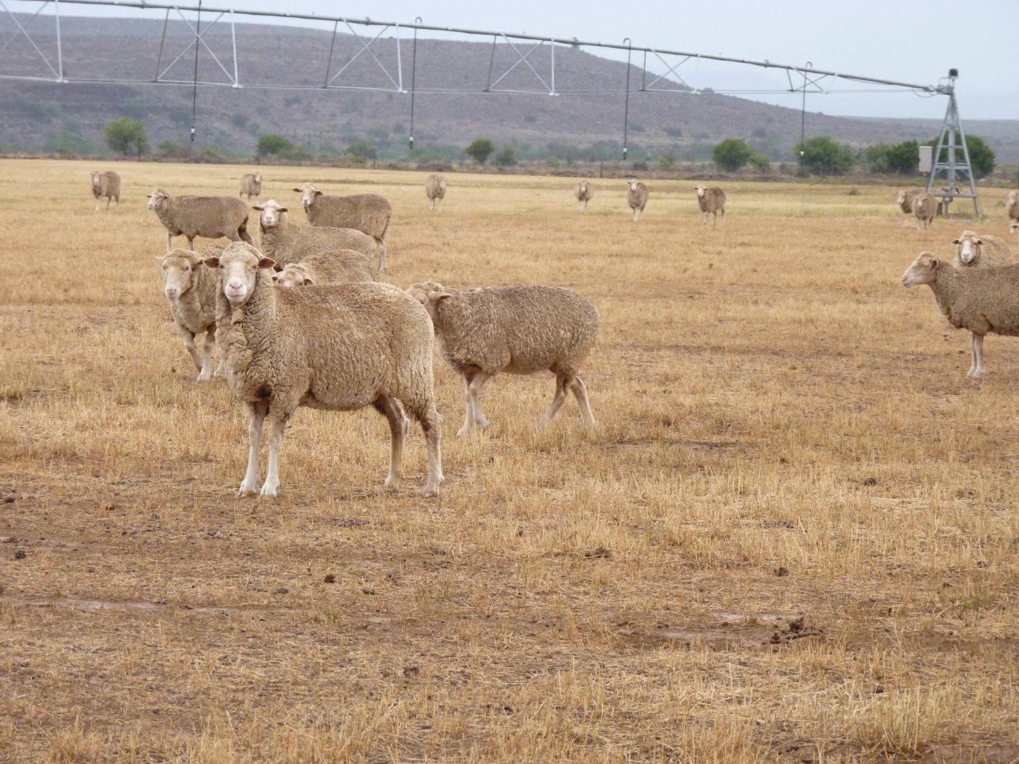 Property for sale in Eastern Cape Farms for sale in Eastern Cape