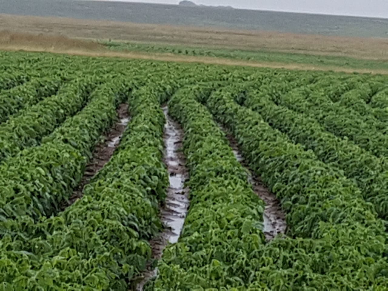 Farms for sale in Lindley Lindley Property