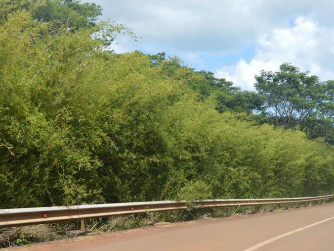 Vacant Land / Plot for Sale in Chamarel