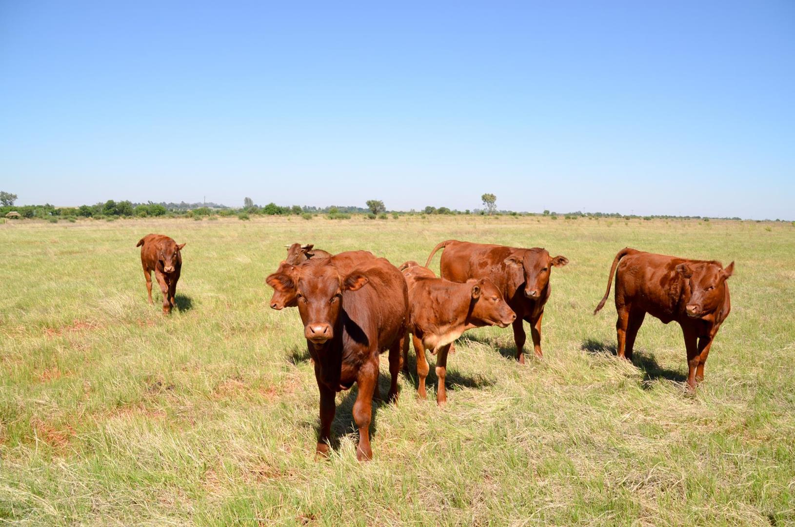 Farm for sale in Potchefstroom Rural P24112781890