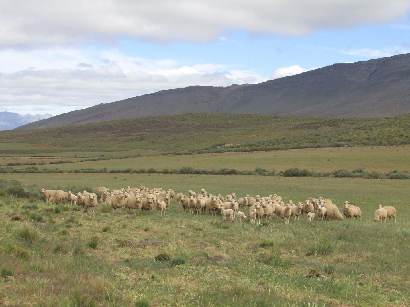 Farm for sale in Ceres P24104516355