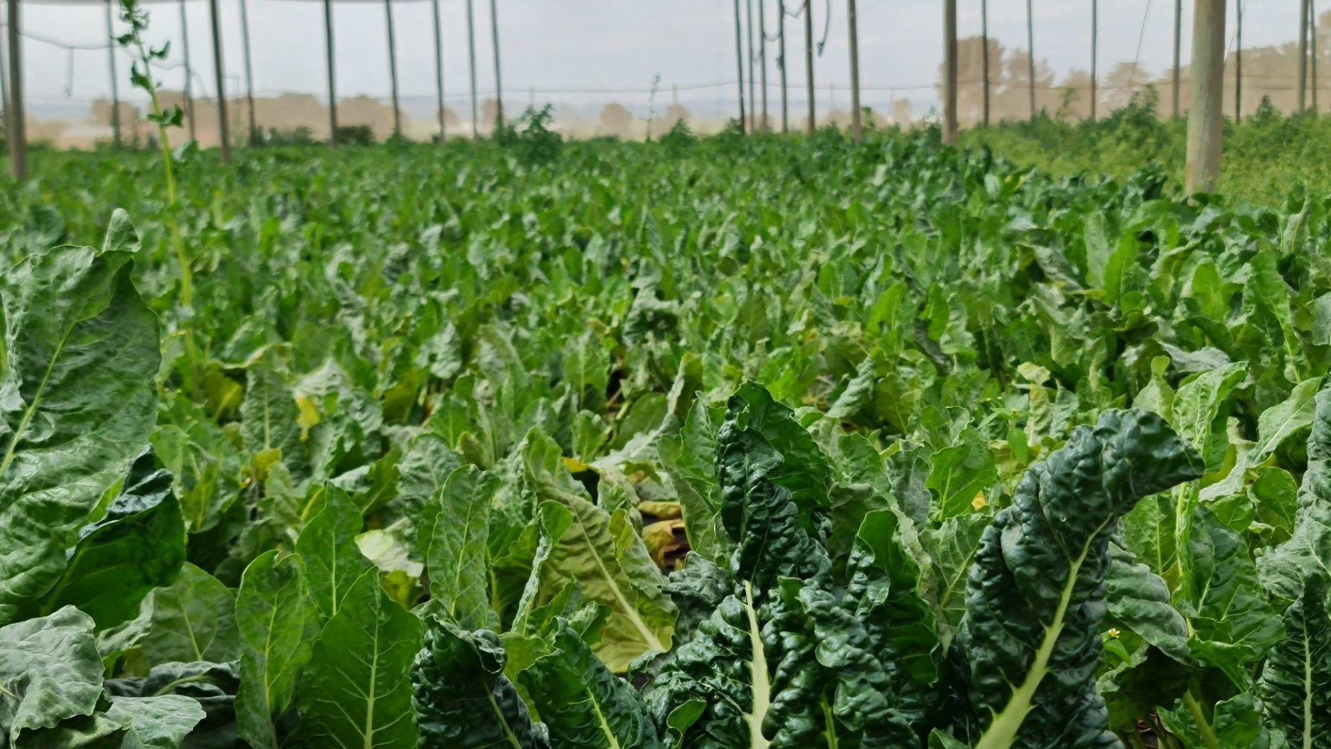 Tarlton Property Farms for sale in Tarlton Page 3