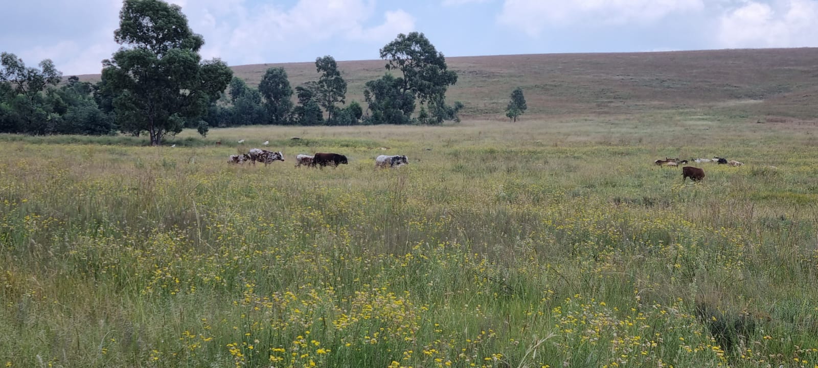 Farm for sale in Elandsfontein P24112176204