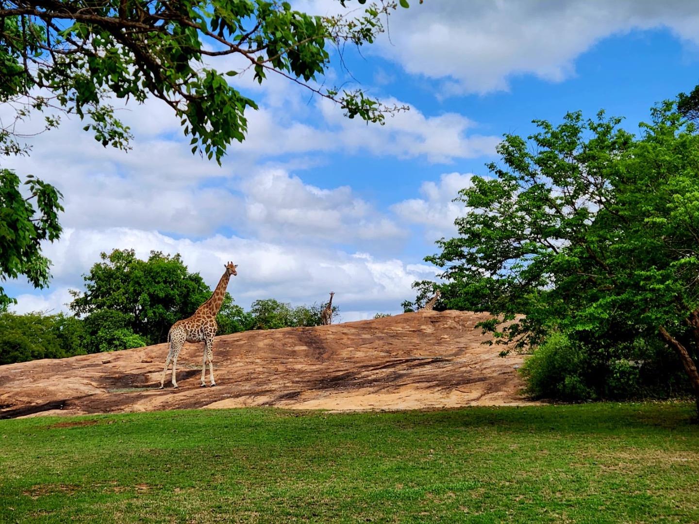 Shandon Estate Property Property and houses to rent in Shandon Estate