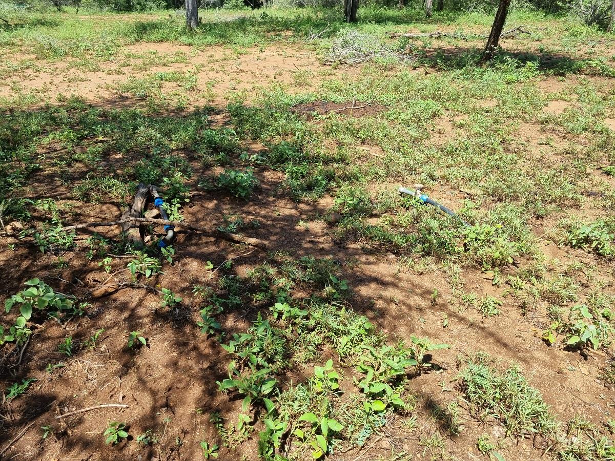 Vacant land / plot for sale in Marloth Park P24112277163